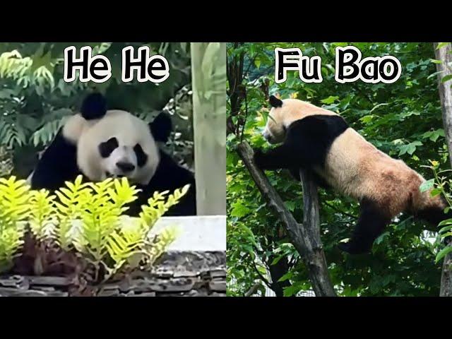 Panda He He Watching Fu Bao Just Like Us #panda #cute #neighbors #fubao #푸바오 #福宝 #viral #fyp #funny