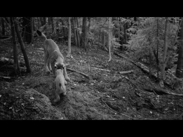 Two lynx kittens playing by the badger sett