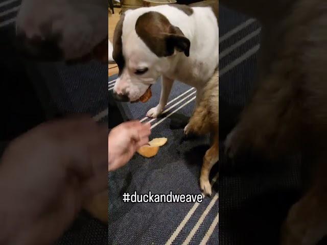 Weave The Coyote and Duck Holliday!️ #dog #puppy #weavethecoyote #cuteanimals #food #foodie #snacks