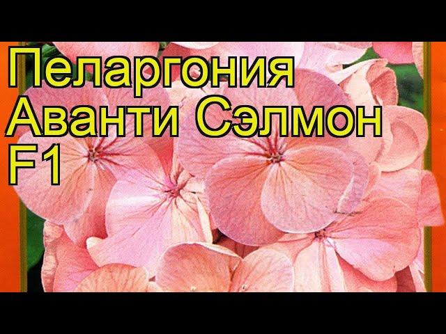 Пеларгония обыкновенная Аванти Сэлмон. Краткий обзор, описание характеристик pelargonium x hortorum