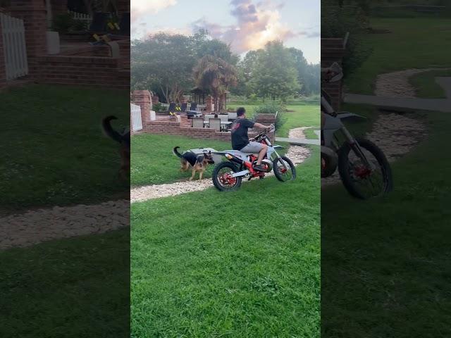German Shepard keeps up with KTM!
