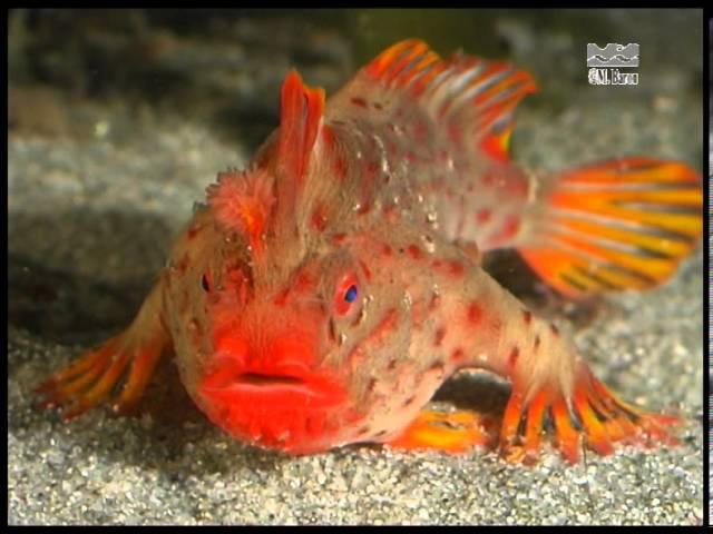 Red Handfish (Thymichthys politus) from Tasmania, Australia - walking