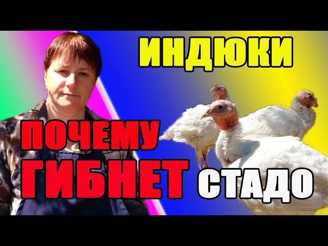 Индюки - пропойка и кормление. Как не погубить стадо.