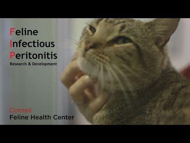 Cornell Feline Health Center FIP PSA - Feature