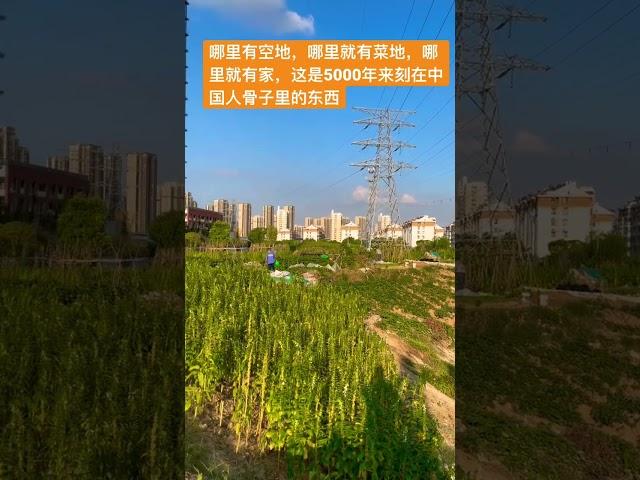 哪里有空地，哪里就有菜地，勤劳的中国人。