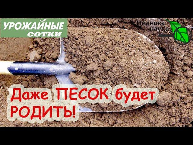 БЛАГОРОДИЕ ПЕСЧАНЫХ ПОЧВ! Превращаем песок в плодородную почву! Сюрприз в конце выпуска!