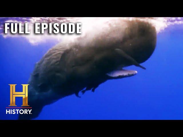 MonsterQuest: The REAL LIFE Moby Dick? (S3, E24) | Full Episode