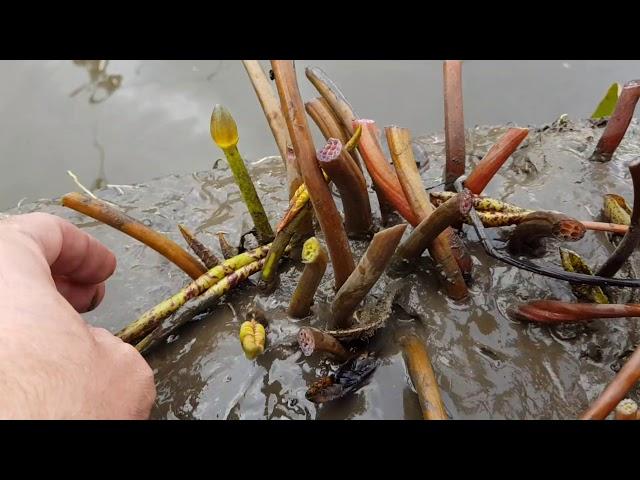 Когда убирать нимфеи на зимовку? Зимовка нимфей, кувшинок в водоеме или в погребе! Пруд с нимфеями.