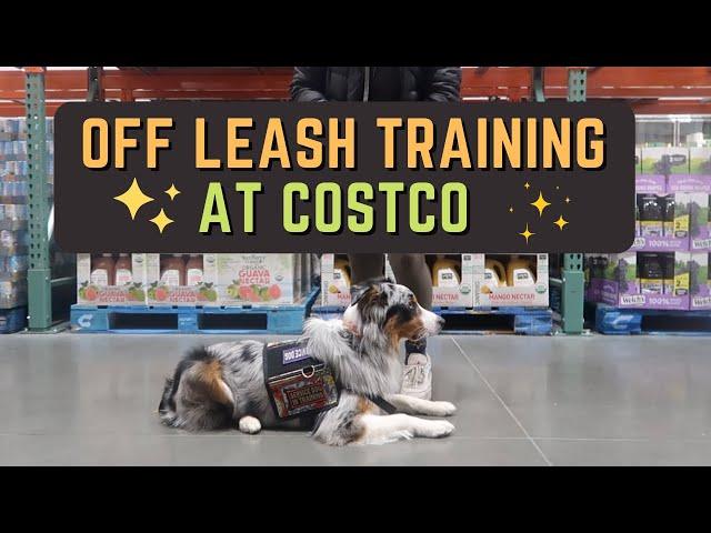 Service Dog Training at Costco: Off Leash Training & Heel Work. Public Access |  AstroFromTheBlue