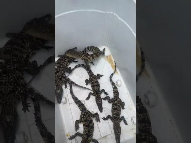 #crocodileseedlings #artificial breeding of crocodileseedlings  #crocodilian