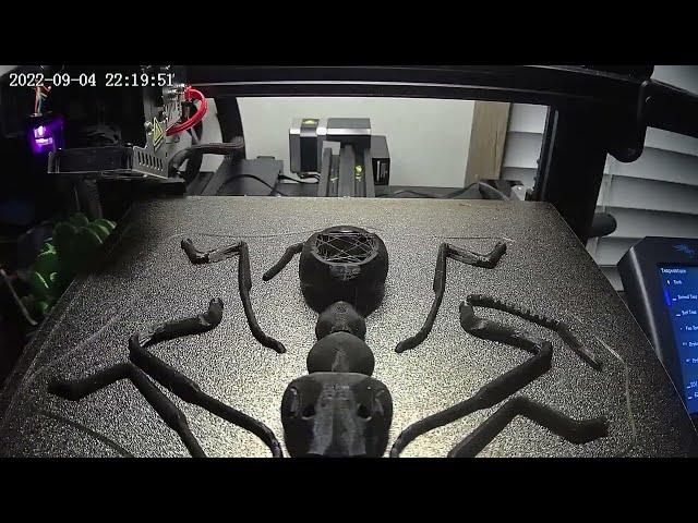 Formiga time-lapse