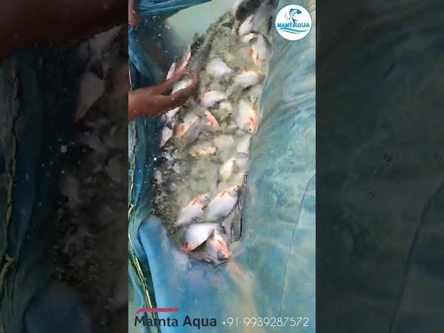 Roop Chanda Harvesting #fish #fishing#fishingvideo#fishinglife #fisherman#fishharvesting #viralvideo