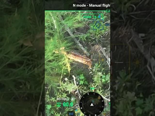 Spotted Fawns During Pet Search - DJI Mavic 3T Thermal