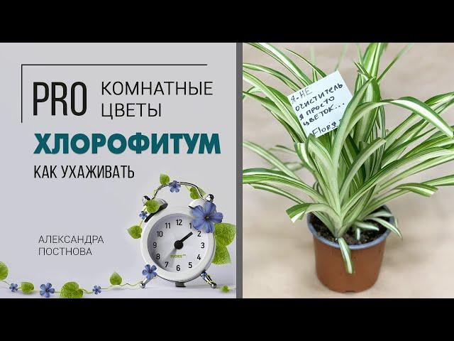 Комнатное растение Хлорофитум | Вся правда об этом зеленом красавце