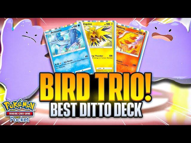 Building the ULTIMATE DITTO Deck!!!【Pokemon TCG Pocket】