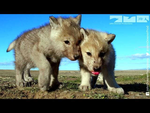 Robotic Wolf hangs out with Wolf Cubs at Den