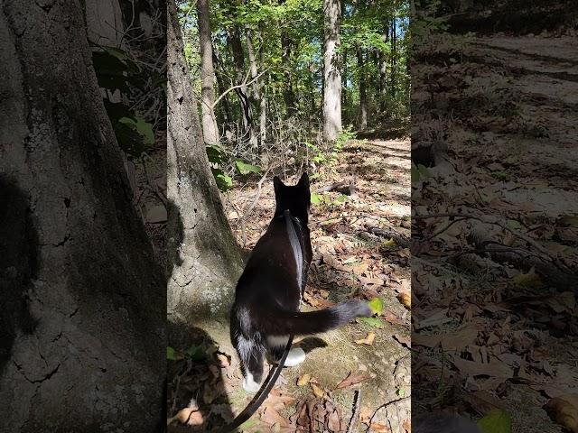 Walk 10.9.24 | A Walk With Camina VII | Cox Arboretum #cat #nature #hiking