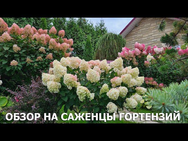 Young hydrangea plants review in MadamRoza nursery