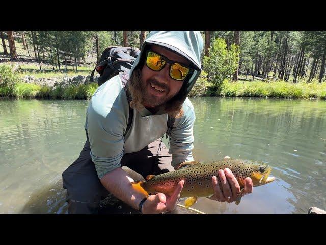 Chasing Giant Wild Trout in Arizona's White Mountains