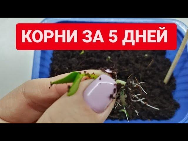 БЕШЕНЫЙ РОСТ КОРНЕЙ. Рассада мощно в этом СТАРТУЕТ