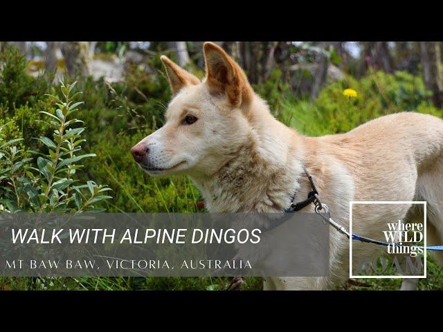 WILDTUBE - Alpine Dingo Walk