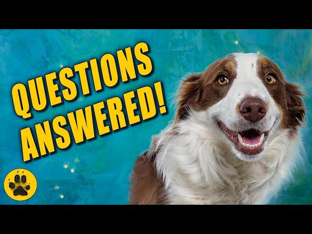 Things You Should Know about Border Collies