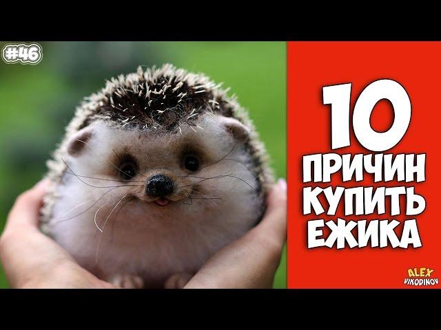 10 Reasons To Buy A Hedgehog - Interesting facts!