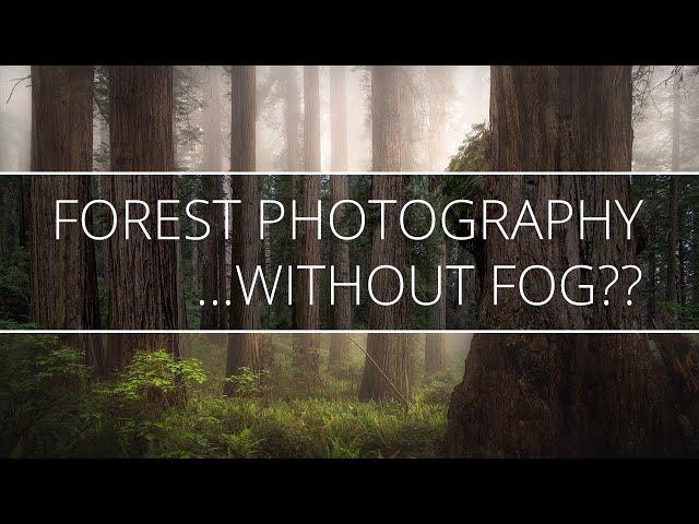 Can you do Forest Photography WITHOUT FOG???