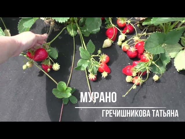 МУРАНО ремонтантный сорт клубники