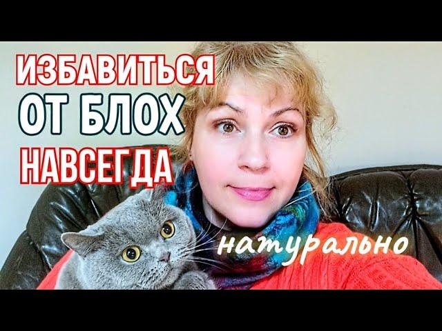 КАК ИЗБАВИТЬСЯ ОТ БЛОХ У  КОШКИ  и В ДОМЕ НАВСЕГДА