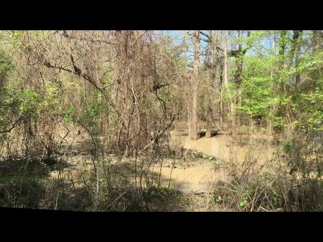 Mississippi Bigfoot Video Diaries ( Skunkape/SwampBooger vocals and more )