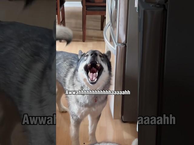 Screaming The Songs Of Their People  #shorts #shortsvideo  #siberianhusky #howlingdog #huskydog