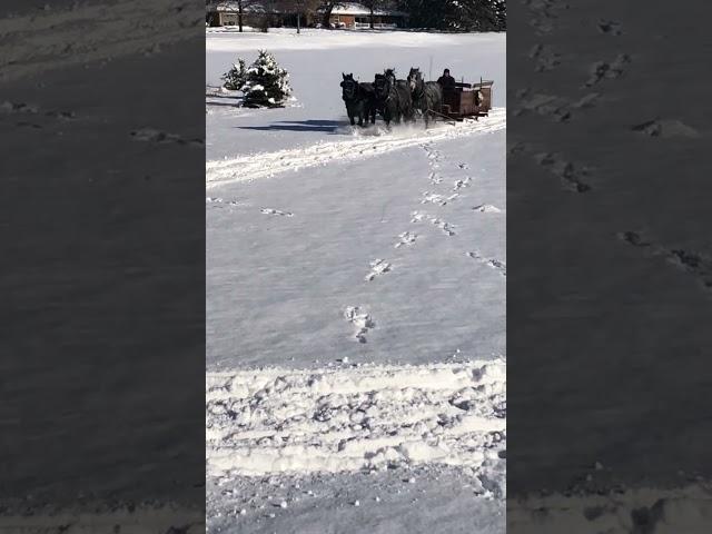 DRAFT HORSES // Horse drawn sleigh ride