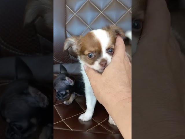 ВОТ ТАК БЫВАЕТ #puppy #chihuahua