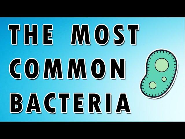 Staphylococcus Aureus