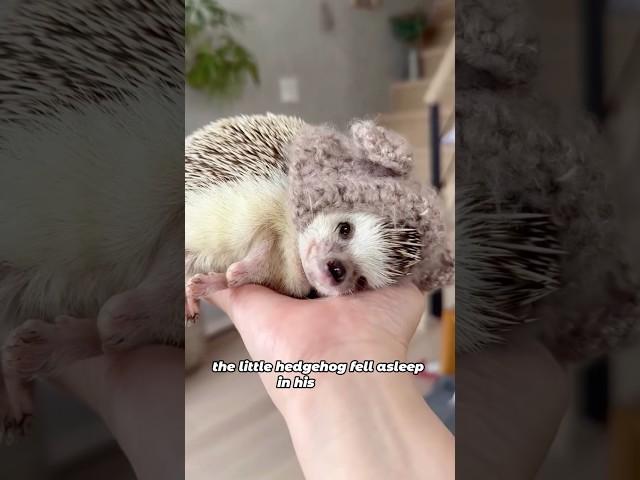 Unburnable life force#shorts #animals #hedgehog #wholesome #friendship