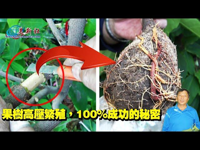 THE SECRET ROOTING TRICKS TO DIFFICULT-TO-PROPAGATE PLANTS | AIR LAYERING FRUIT TREES,100% SUCCESS