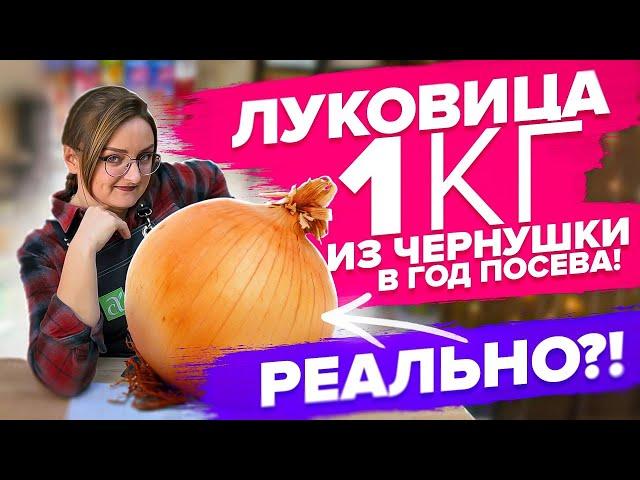 КАК ВЫРАСТИТЬ КРУПНЫЙ ЛУК ИЗ СЕМЯН!? КОГДА СЕЯТЬ ЭКСИБИШН