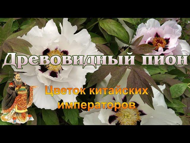 Древовидный пион - цветущий кустарник-долгожитель для сада. Посадка, уход, обрезка, болезни.