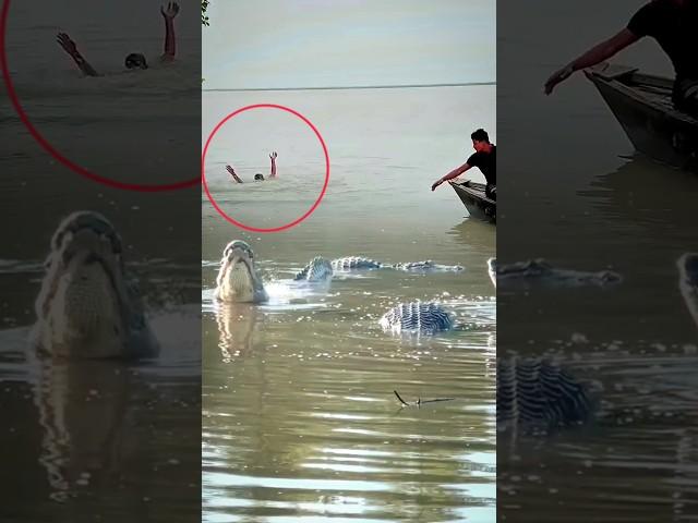 GAWAT..? NEKAD NOLONG BOCIL WALAU ADA PULUHAN ALLIGATOR #amazing #scary #alligator #crocodile