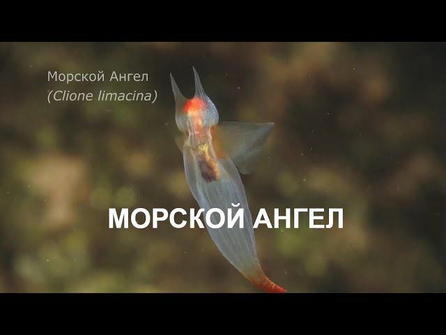 THE SEA ANGEL МОРСКОЙ АНГЕЛ