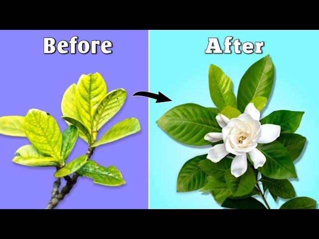 How to Grow Best Ever Gardenia Plant - 7 Best Tips // Gardenia Plant Care