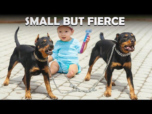 Top 10 Smallest Guard Dog Breeds