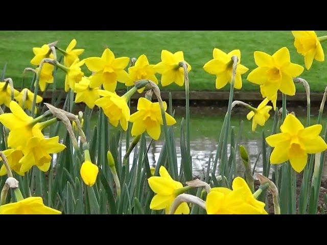 Narcissus 'Sweetness' - FarmerGracy.co.uk