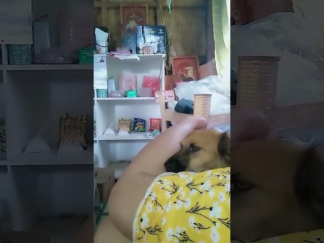 My dog likes to lick  #video #tiktok #viral #trending #fypシ #trend #shortvideo #ytshorts #like #fyp