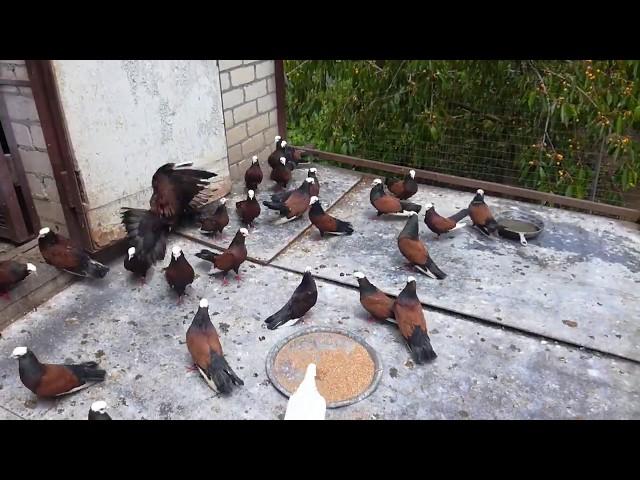 Голуби редкой породы. / Rare breed pigeons /