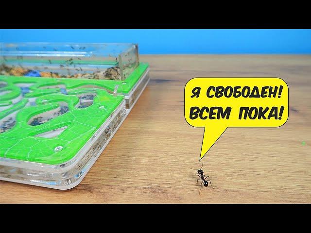 Куда пойдет Муравей если сбежит из формикария?