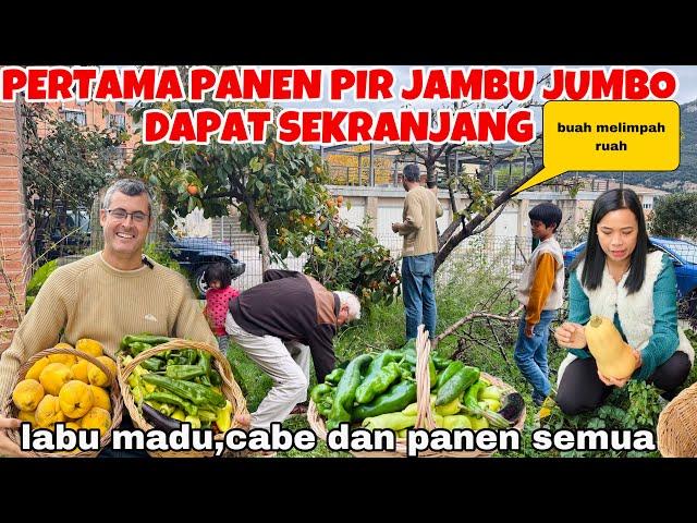 PANEN PIR JAMBU JUMBO,LABU MADU DAN SEMUA DI KEBUN SENDIRI DAPAT BERKILO2!!BAGI2 BUAT TETANGGA