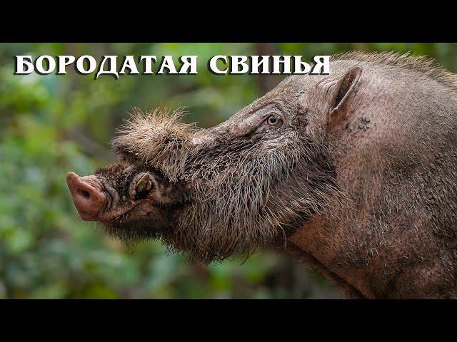 Bearded pig: A smart animal | Interesting facts about pigs