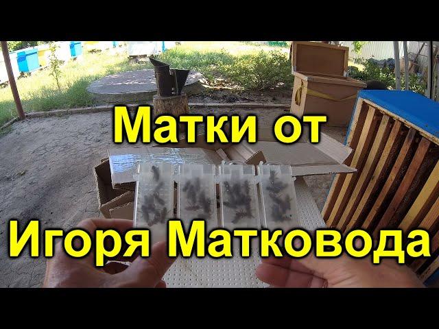 Матки от матковода Игорь Йовбак